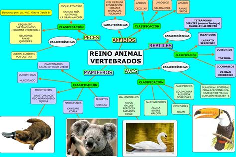 Animais Vertebrados Mapa Mental