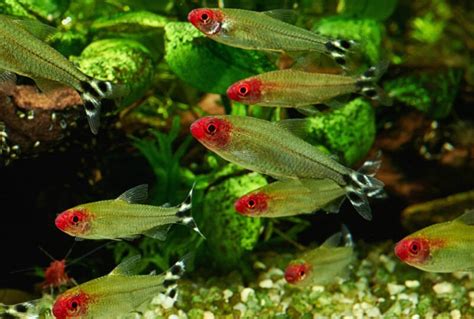 20 Most Colorful Types Of Tetras To Intrigue Aquarists