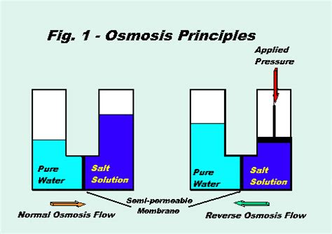 The movement in osmosis seeks to equalize solvent concentration, although it does not achieve this. Osmosis Principle