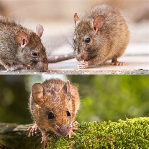 Rats Vs Mice Which One Causes More Damage To Your Home
