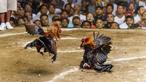 Indian Man Dies After Rooster Slashes Him With A Razor During Illegal