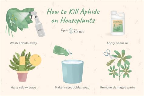 How Do You Control Aphids On Indoor House Plants