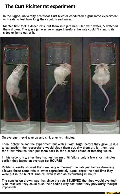 The Curt Richter Rat Experiment In The 1950s University Professor Curt