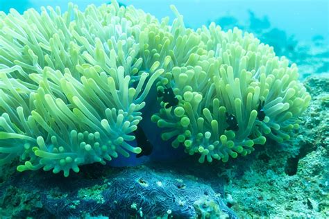 10 Facts About Sea Anemones