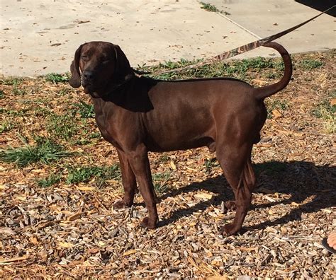 Redbone Coonhound Puppies For Sale Ojai Ca 278007