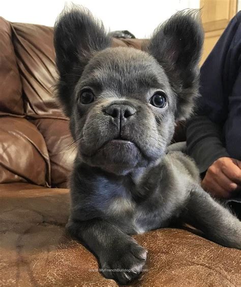 Like This Post Then Show Some Love And Tag Your Frenchie Loving