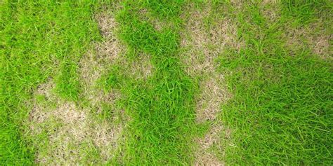 What Causes Brown Spots In The Lawn Monitor