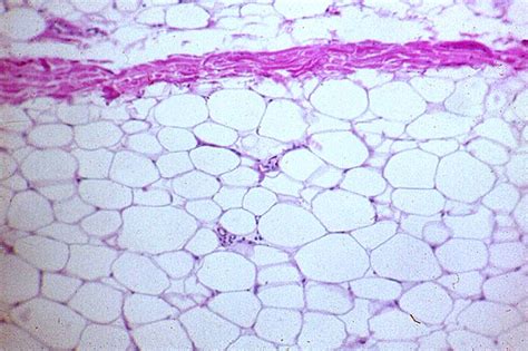 Histología I Tejido Adiposo