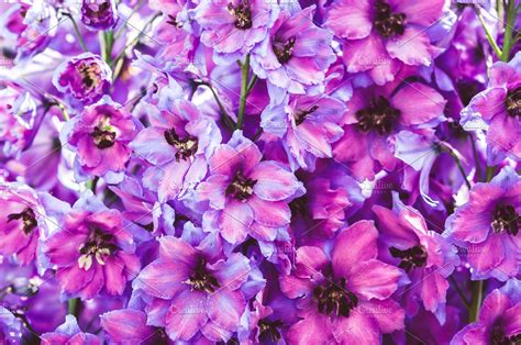 See light purple background stock video clips. purple flowers. background | High-Quality Nature Stock ...