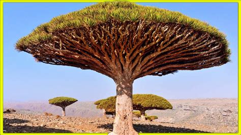 10 Most Amazing Trees In The World Youtube