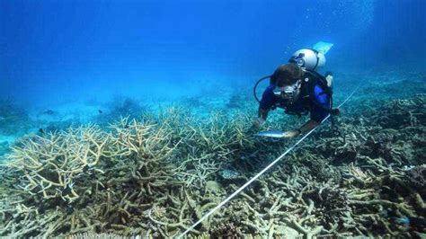 Great Barrier Reef Corals Cooked By Marine Heatwaves Sbs News