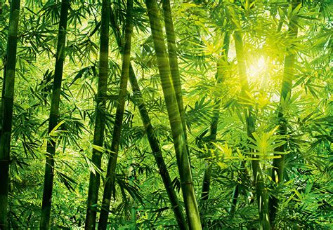 Green Bamboo Forest Wall Mural Paper