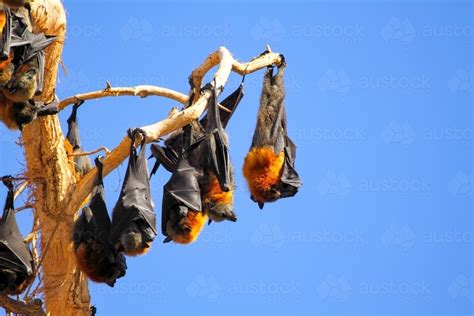 Image Of Grey Headed Flying Fox Camp Roosting Under A Clear Blue Sky At