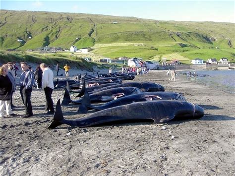 Images of a whale hunt in the faroe islands 200 miles north of scotland have sparked renewed anger from conservationists and animal activists. Tradition or brutality? Celebrities protest the slaughter ...
