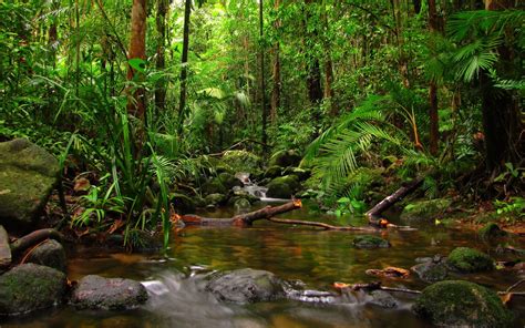 Rainforest Wallpapers Top Free Rainforest Backgrounds Wallpaperaccess