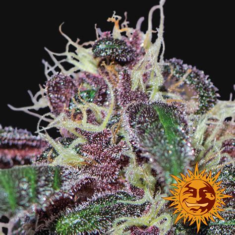 Ayahuasca Purple Cannabis Seeds Official Barneys Website
