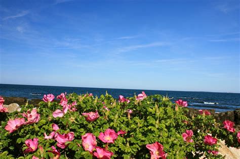 There's something so romantic about these garden wedding venues. Flowers near the beach - whoever took this picture did a ...