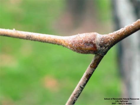 Louisiana Plant Id Platanus Occidentalis American Sycamore