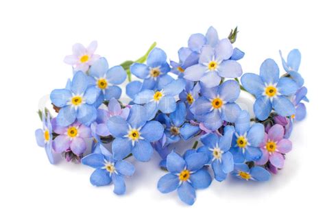 Forget Me Flower Stock Image Colourbox