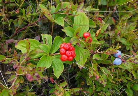 In the Field: Bar Harbor Blueberry Barrens