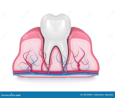 Tooth Gums Illustration Cartoon Vector 221380965
