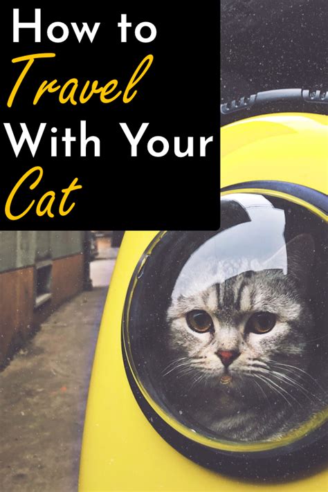 How To Travel With Your Cat Cats Will Play
