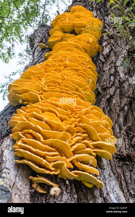 Bright Orange Fungus On Tree Hi Res Stock Photography And Images Alamy