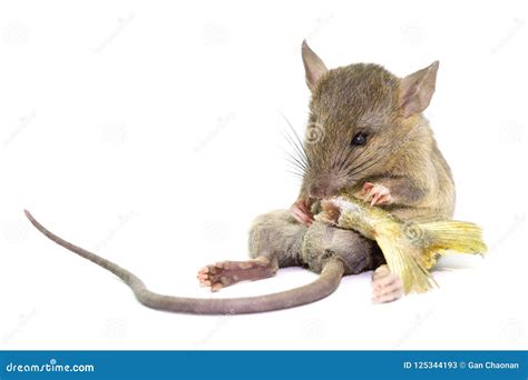 Mouse Animal Rat Eating Food Scrapsbin Isolated On White Background