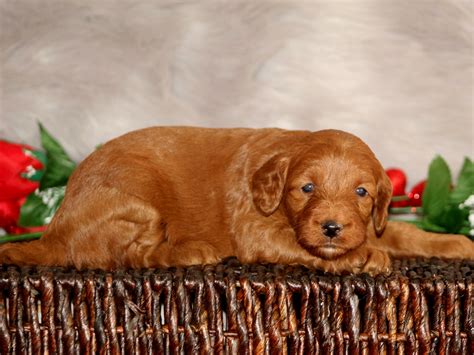 Goldendoodle full grown mini goldendoodle labradoodle golden doodles doodle dog poodle mix therapy dogs family dogs puppy love. Rosie | Miniature Goldendoodle Breeder | Central Illinois ...