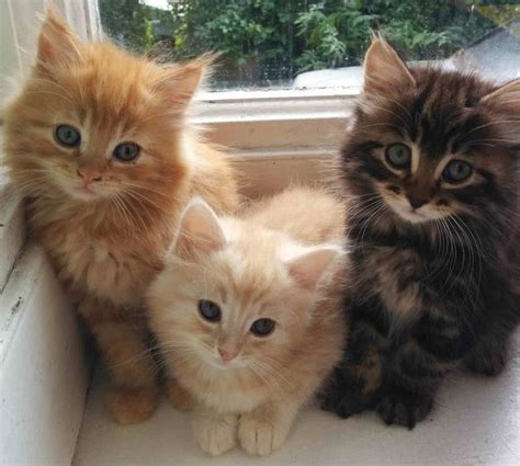 Pin On Kitties