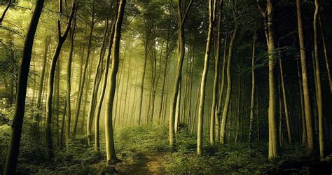 Hd Wallpaper Fairy Tale Forest Green Landscape Mist Morning
