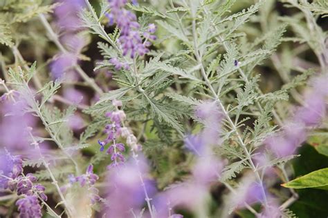 Russian Sage Plant Care And Growing Guide