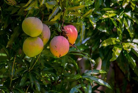 How To Grow A Mango Tree Gardeneco
