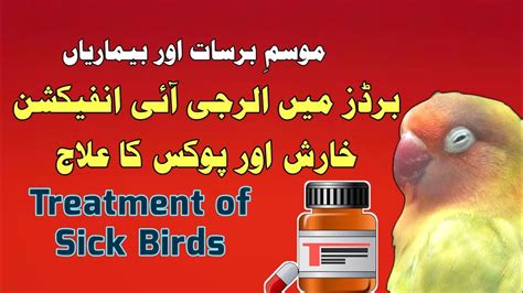 Skin Problems In Birds Eye Infection In Birds Treatment Of Sick