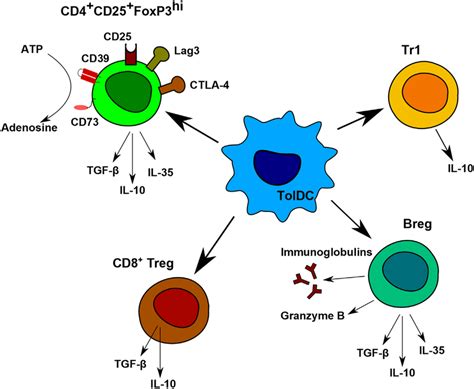 Regulatory Cells Induced By Tolerogenic Dendritic Cells Dc Download Scientific Diagram