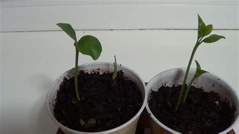 How To Germinate Lemon Seeds At Home Global Gardening Secrets