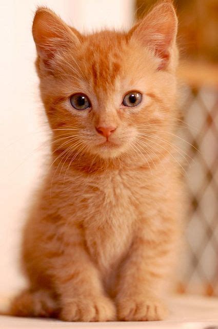 Fluffy Ginger Cat Breeds Dogs And Cats Wallpaper