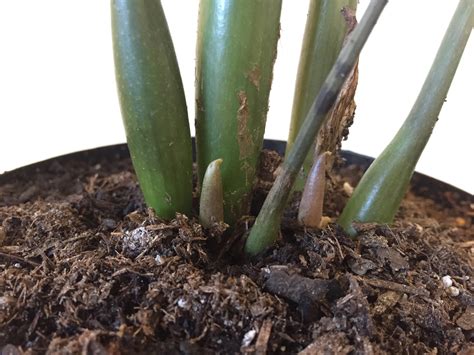 What Zz Plant New Growth Looks Like Backyard Neophyte