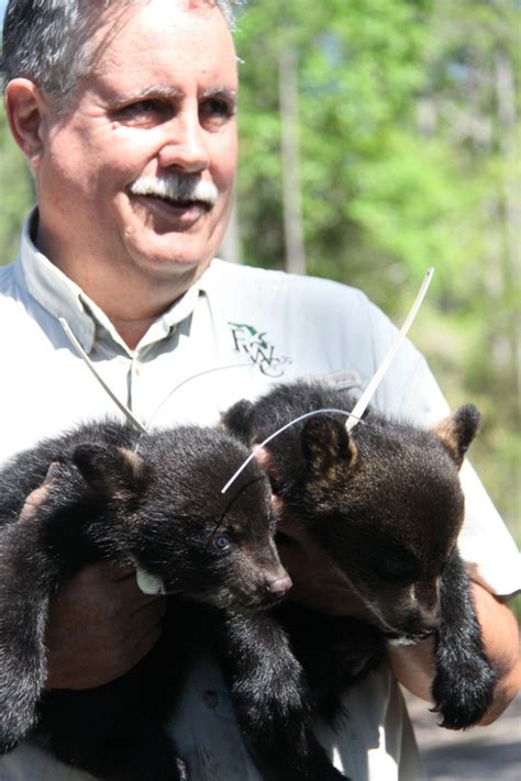 Photos Adorbable 8 Week Old Bear Cubs Wildlife Biologist Biologist