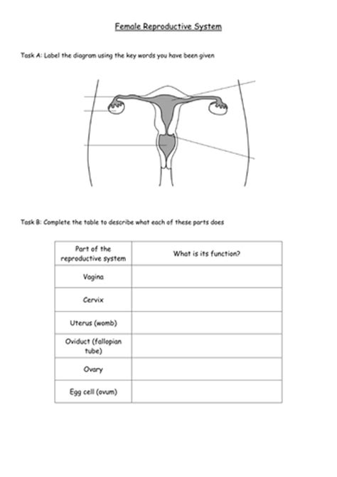 It includes a pair of testes along with accessory ducts, glands and the external genitalia. Human Reproductive Organs Sheet by cdaubner - Teaching Resources - TES