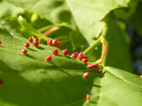 Red Eggs On A Leaf Not Sure If They Are Eggs Amanda Peters Flickr
