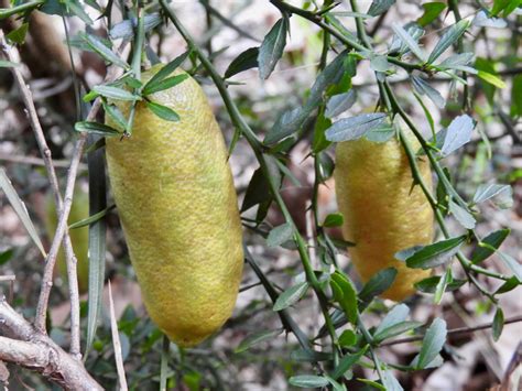 Citrus Australasica Australian Plants Society