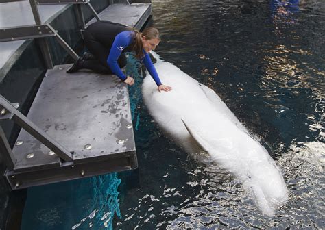 Beloved Beluga Whale To Give Birth