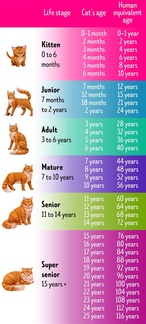 How To Tell A Cats Age In Human Years 5 Minute Crafts