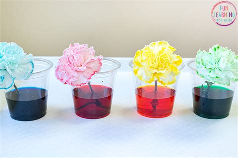 One thing we did observe was that the flower in the purple coloured water didn't. Color Changing Flowers Science Experiment
