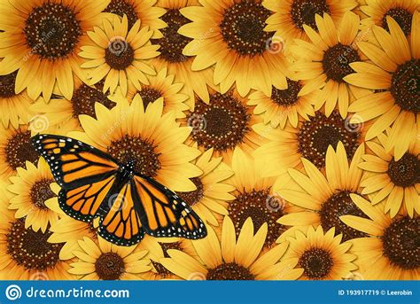Monarch Butterfly On Sunflower Background Stock Image Image Of Autumn