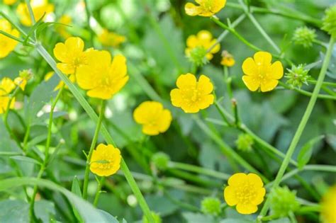 Ultimate Guide To Buttercup Flower Meaning And Symbolism Petal Republic