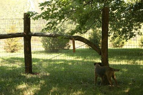 Beautiful Rustic Dog Fence