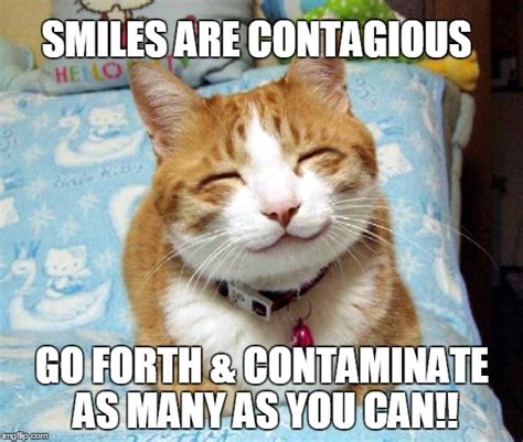Cat Smile Imgflip