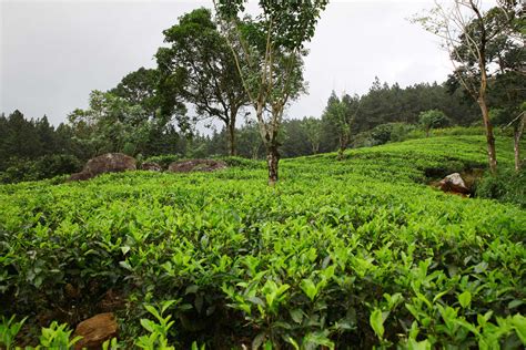 Ceylon Tea Lovidhu